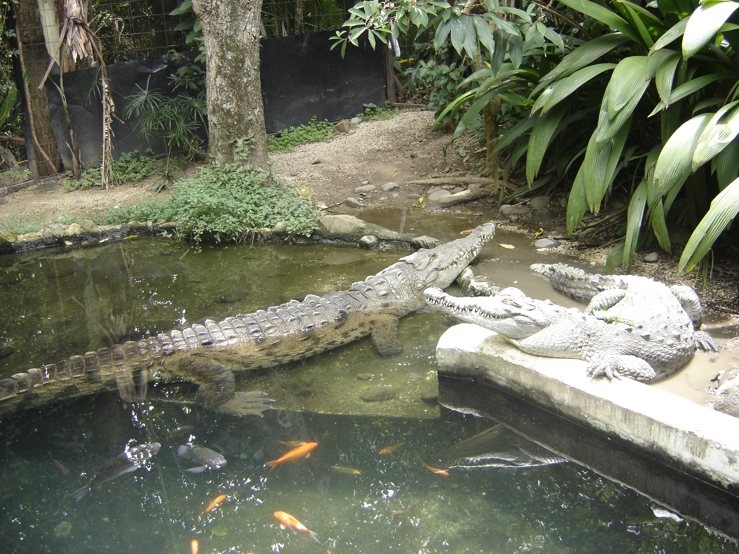 crocodilii_zambitori