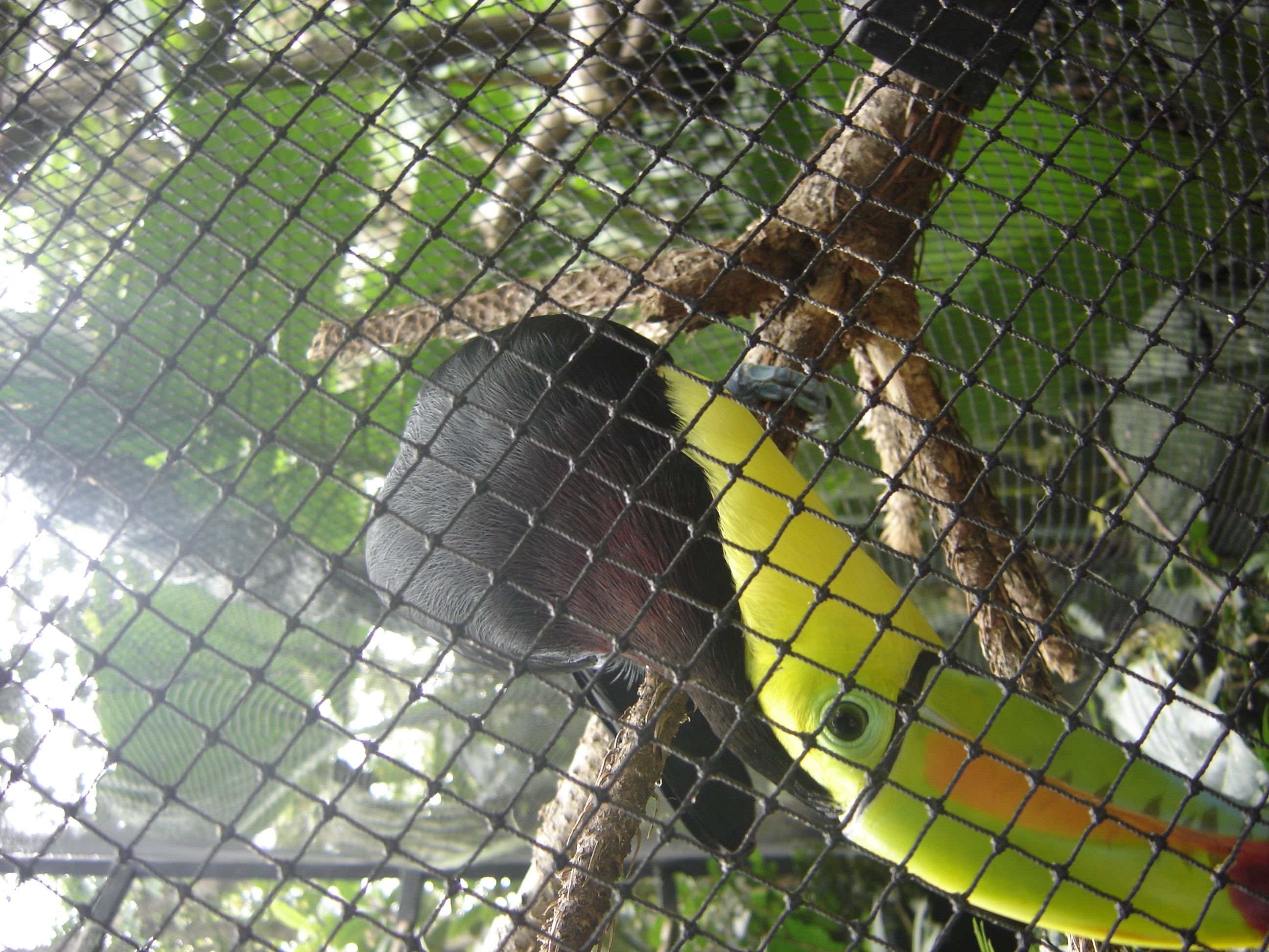 A very curious Toucan bird saying hi.